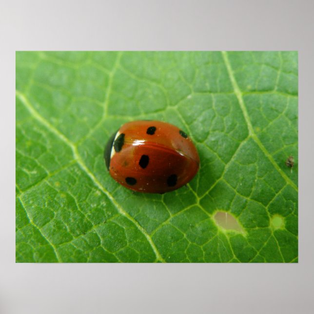 Ladybug Poster (Front)