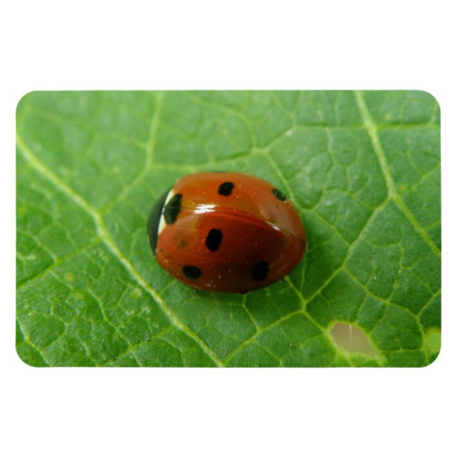 Ladybug Premium Magnet (Horizontal)