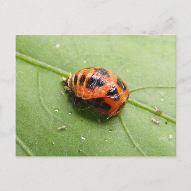 Ladybug Pupa ~ postcard (Front)