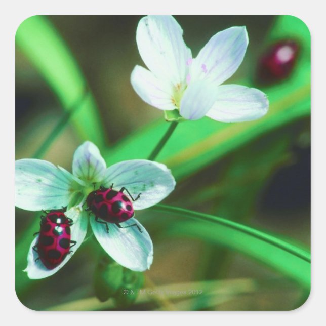 Ladybug Square Sticker (Front)