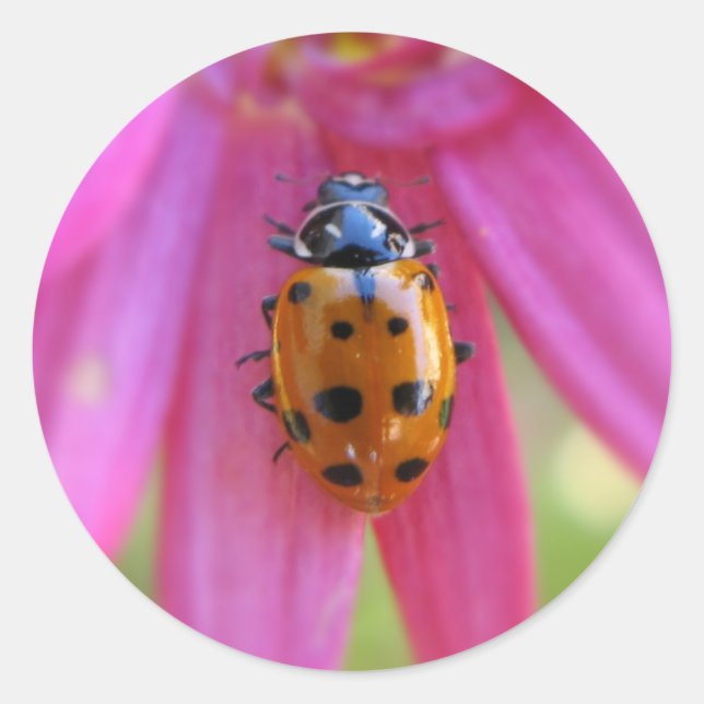 Ladybug Sticker (Front)