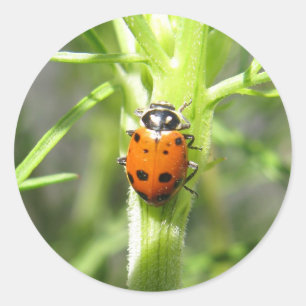Ladybug Sticker