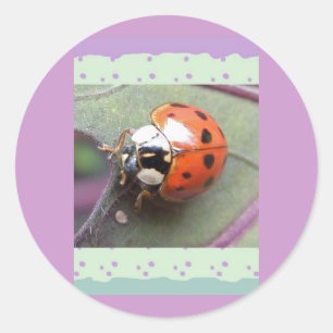 Ladybug Stickers