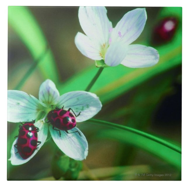 Ladybug Tile (Front)