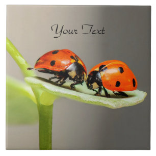 Ladybugs Beetles Ceramic Tile