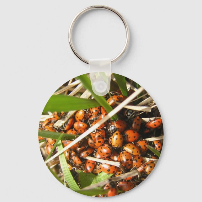 Ladybugs (Coccinellidae) Key Ring (Front)
