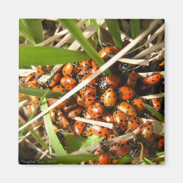 Ladybugs (Coccinellidae) Magnet