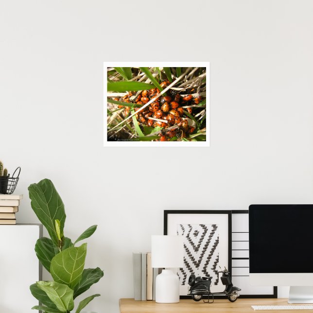 Ladybugs (Coccinellidae) Poster (Home Office)