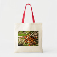 Ladybugs (Coccinellidae)