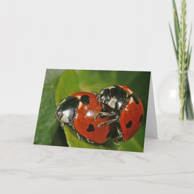 Ladybugs in Love Card (Front)