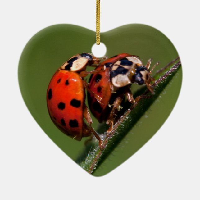 Ladybugs In Love Ceramic Tree Decoration (Back)