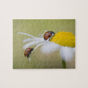 Ladybugs on an oxeye daisy, Biei, Hokkaido, Jigsaw Puzzle