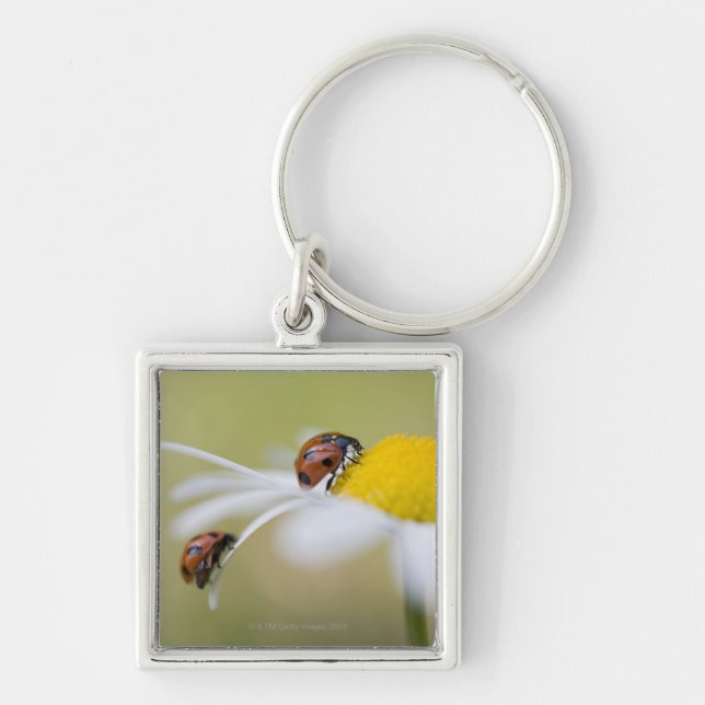 Ladybugs on an oxeye daisy, Biei, Hokkaido, Key Ring (Front)
