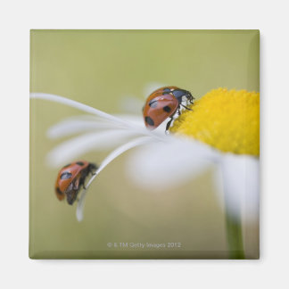 Ladybugs on an oxeye daisy, Biei, Hokkaido, Magnet