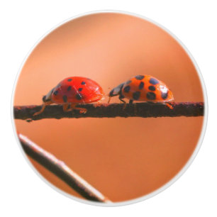 Ladybugs Play Follow The Leader Close Up Ceramic Knob