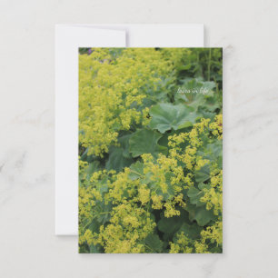 Lady's Mantle Card