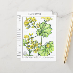 Lady's Mantle Materia Medica Monograph Herbal Postcard