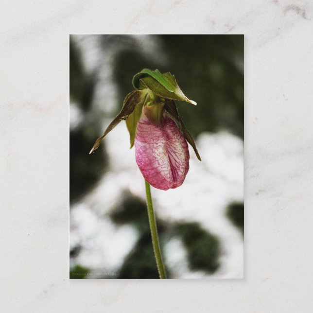 Lady's Slipper #8299 Mini Print Business Card (Front)