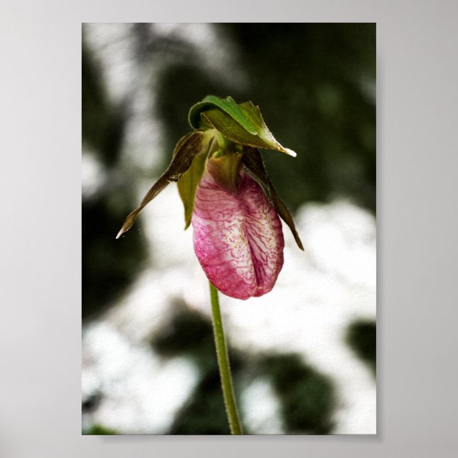 Lady's Slipper #8299 Print (Front)