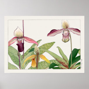 Lady's Slipper Orchid Flower by Tanigami Konan, Poster