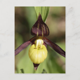 Ladys slipper Orchid Postcard