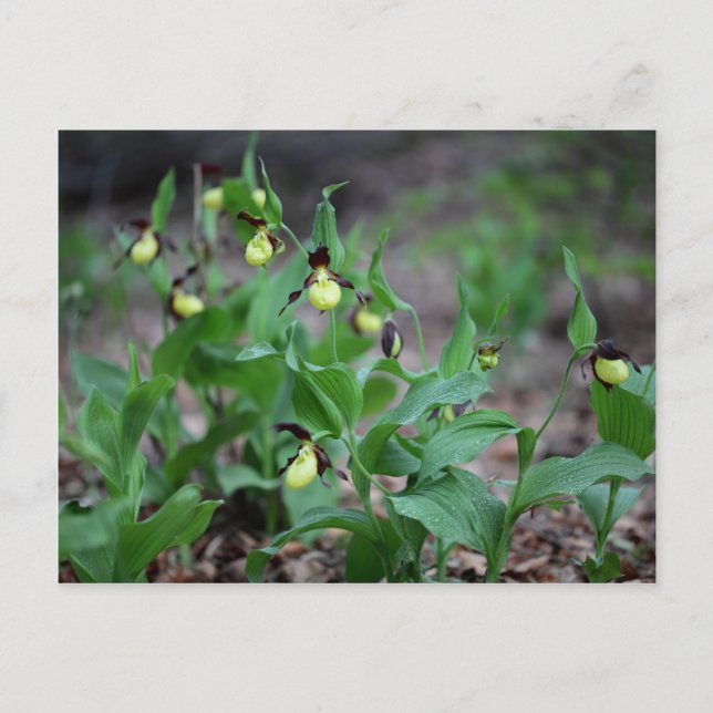 Ladys slipper Orchids (Cypripedium calceolus) Postcard (Front)