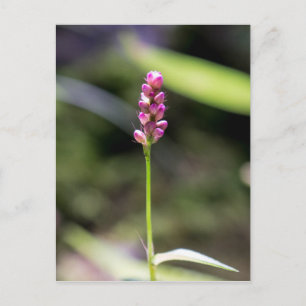 Lady's Thumb Pink Wildflower Floral Postcard