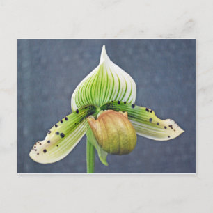 Ladyslipper orchid postcard