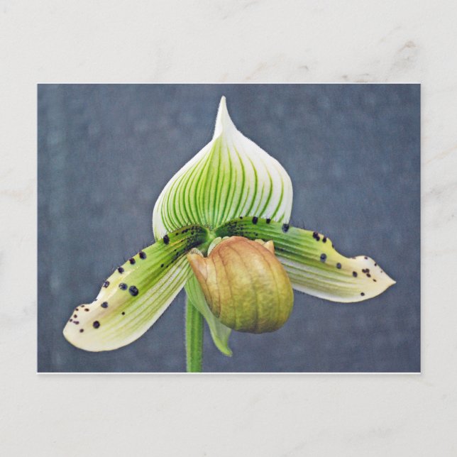 Ladyslipper orchid postcard (Front)