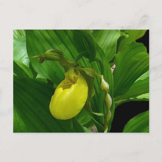 Ladyslipper Yellow Postcard (Front)