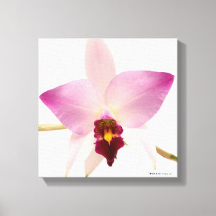 Laelia Ancep Canvas Print
