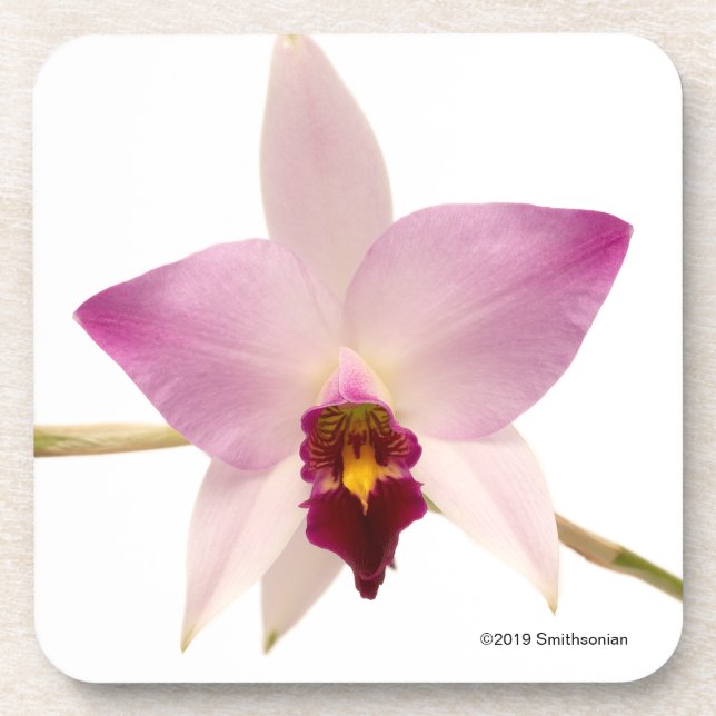 Laelia Ancep Coaster (Front)
