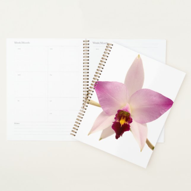 Laelia Ancep Planner (Display)
