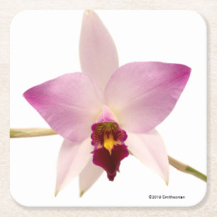 Laelia Ancep Square Paper Coaster