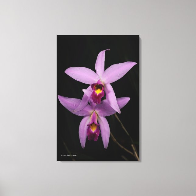 Laelia Anceps Canvas Print (Front)