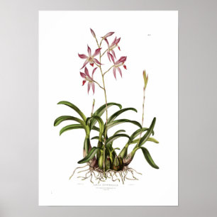 Laelia autumnalis by Augusta Innes Withers. Poster