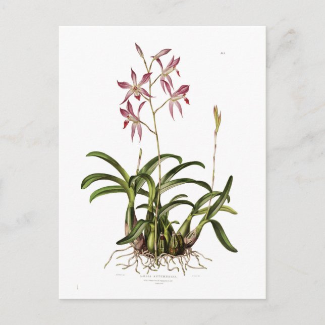 Laelia autumnalis postcard (Front)