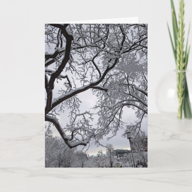 Lafayette Square, snowy trees  Card (Front)