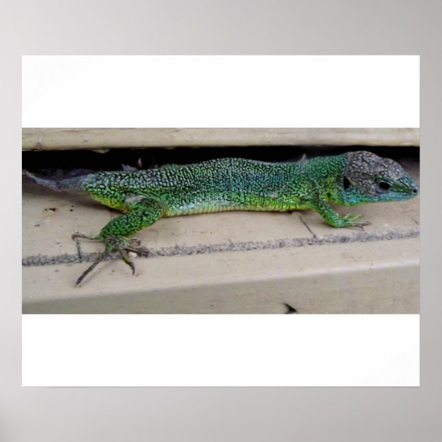 Lagarto   Póster Poster (Front)