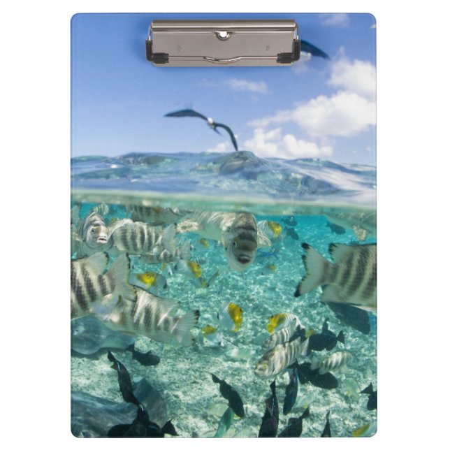 Lagoon safari trip featuring Stingrays Clipboard (Front)