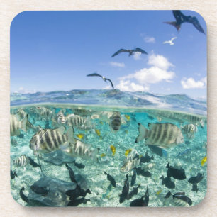 Lagoon safari trip featuring Stingrays Coaster