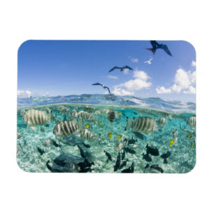 Lagoon safari trip featuring Stingrays Magnet