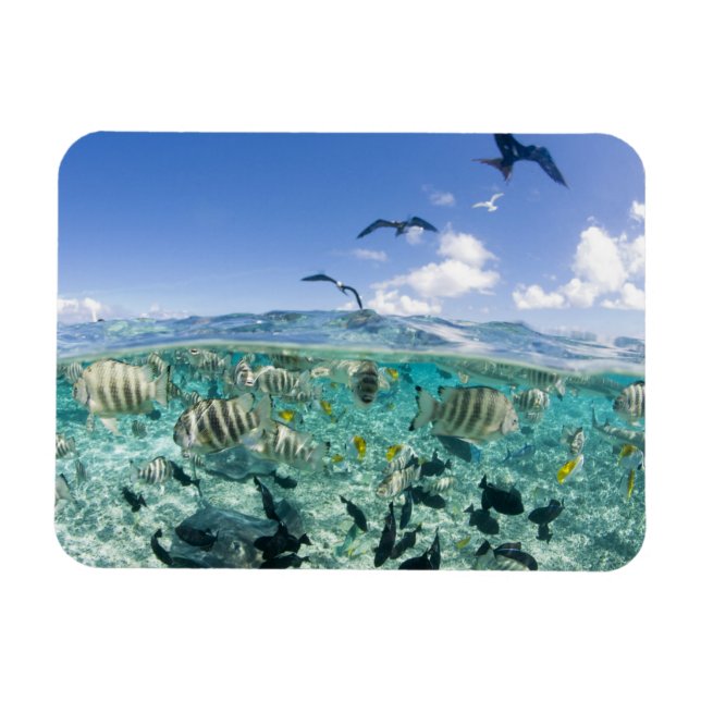 Lagoon safari trip featuring Stingrays Magnet (Horizontal)