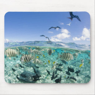 Lagoon safari trip featuring Stingrays Mouse Pad