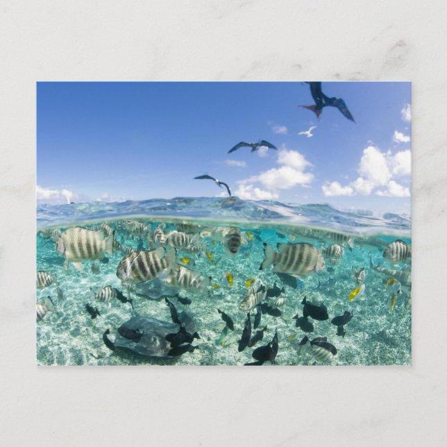 Lagoon safari trip featuring Stingrays Postcard (Front)