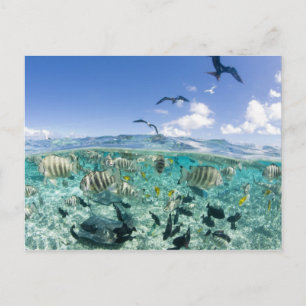 Lagoon safari trip featuring Stingrays Postcard