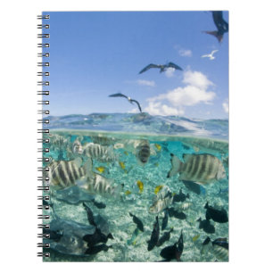Lagoon safari trip featuring Stingrays Spiral Notebook
