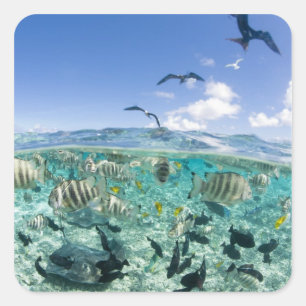 Lagoon safari trip featuring Stingrays Square Sticker