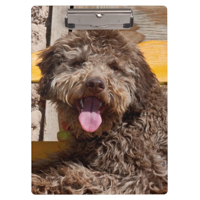 Lagotto Romagnolo Lying On A Wooden Bench Clipboard (Front)