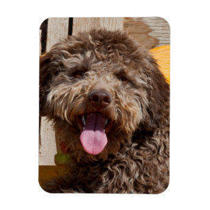 Lagotto Romagnolo Lying On A Wooden Bench Magnet